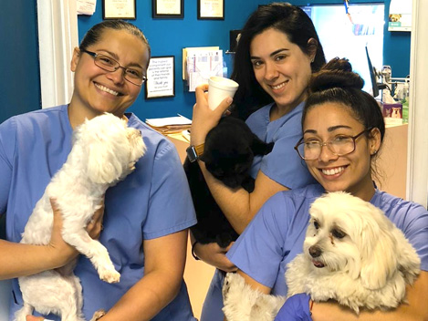 Veterinarians in Miami - Bustillo Animal Hospital